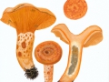 Lactarius deliciosus   (L.:Fr.) Gray , Edelreizker , Echter Kiefern-Reizker