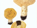 Lactarius scrobilatus (Scop.:Fr.) Fr. , Grubiger MIlchling , NPH