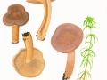 Lactarius spec. NPH