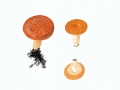 Lactarius zonaroides Kühn. & Romagn. , Fuchsiger Milchling, Montaner Zonen-Milchling , NPH