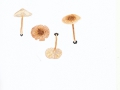 Lepiota ignicolor Bres. , Feuerfuchsiger Schirmling , NPH