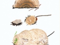 Oligoporus ptychogaster (E. Ludw.) Falck , Weißer Polsterpilz , NPH