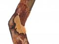 Phellinus contiguus (Pers.:Fr.) Pat. , Zusammenhängender Feuerschwamm , Großporiger Feuerschwamm