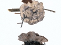 Phellodon amicus (Quél.) Banker , Verwachsender Duftstacheling , Starkriechender Duftstacheling