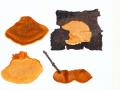 Pycnoporellus fulgens (Fr.) Donk , Leuchtender Weichporenschwamm , Leuchtender Orangeporling , NPH