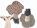 Sarcodon imbricatus (L.:Fr.) Karst. , Habichtspilz , NPH