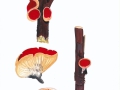 Sarcoscypha austriaca (Beck ex Sacc.) Boud. , Österreichischer Prachtbecherling