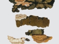 Skeletocutis nivea (Jungh.) Keller , Engporiger Knorpelporling , Weißer Knorpelporling