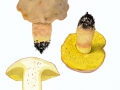 Boletus impolitus Fr. , Fahler Röhrling
