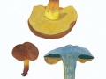 Boletus pulverulentus Opat. , Schwarzblauender Röhrling ,  , NPH