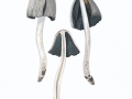 Coprinus domesticus (Bolton) Gray , Haus-Tintling