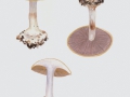 Cortinarius (Phleg.) anserinus  (Velen.) Rob. Henry , Buchen-Klumpfuß , NPH