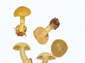 Cortinarius (Phleg.) citrinus,Rob. Henry ex P.D. Orton , Grünlings-Klumpfuß , Zitronengelber Klumpfuß , NPH