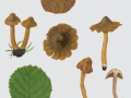 Cortinarius (Tel.) helvvelloides (Fr.:Fr.) Fr. , Wolligverbogener Gürtelfuß ,  , NPH