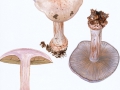 Cortinarius (Phleg.) rufolivaceus (Pers.) Fr. , Violetter Klumpfuß ,  , NPH