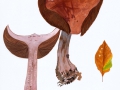 Cortinarius (Phleg.) rufoolivaceus (Pers.) Fr. , Violetter Klumpfuß , NPH