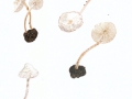 Cystolepiota seminuda (Lasch) Bon , Behangener Mehlschirmling  , NPH