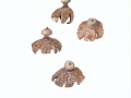 Geastrum striatum DC. , Kamm-Erdstern