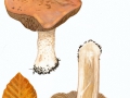 Hebeloma sinapizans (Paulet:Fr.) Gill. , Rettich-Fälbling