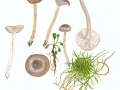 Hygrophorus agathosmus (Fr.) Fr. , Wohlriechender Schneckling
