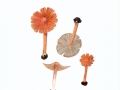 Incocybe godeyi Gill. , Rötender Risspilz