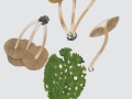 Inocybe alnea Stangl , Erlen-Risspilz , NPH