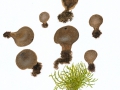 Lycoperdon lividum Pers. , Kastanienbrauner Stäubling , Graubrauner Grasland-Stäubling
