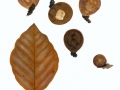 Lycoperdon molle Pers.:Pers. , Weicher Stäubling