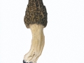 Morchella conica Pers. , Spitz-Morchel