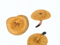Paxillus filamentosus (Scop.) Fr. , Erlen-Krempling , NPH