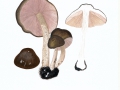 Pluteus cervinus (Schaeff.) Kumm. , Rehbrauner Dachpilz