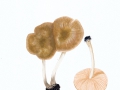 Pluteus plautus (Weinm.) Gill. , Verschiedenfarbiger Dachpilz