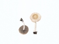 Psathyrella spadiceogrisea (Schaeff.:Fr.) Maire , Schmalblättriger Mürbling