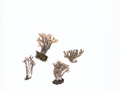 Ramaria fennica (Karst.) Ricken s.l. , Gelbrußige Koralle