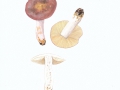 Russula brunneoviolacea Crawshay , Violettbrauner Täubling
