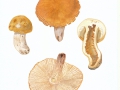 Russula foetens Fr. , Stink-Täubling ,  , NPH