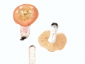 Russula maculata Quél. , Gefleckter Täubling