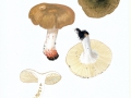 Russula pectinatoides Peck , Kratzender Kamm-Täubling , Widerlicher Täubling