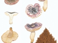 Russula versicolor  Jul. Schäff. , Vielfarbiger Täubling