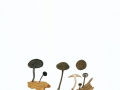 Simocybe centunculus  (Fr.:Fr.) Karst. , Kleinsporiger Olivschnitzling , NPH