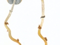 Psylocybe squamosa (Pers.:Fr.) P.D.Orton , Schuppiger Träuschling , Schuppiger Klebkopf