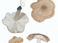 Tricholoma argyraceum (Bull.:Fr.) Gill. , Gilbender Erd-Ritterling