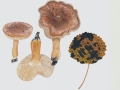 Tricholoma populinum J.E. Lange , Pappel-Ritterling