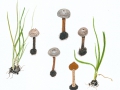 Tulostoma fimbriatum Fr. , Gewimperter Stielbovist