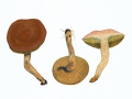 Xerocomus quercinum Engel & Brückner , Eichen-Filzröhrling