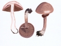 Agaricus sylvaticus Schaeff.:Fr. , Kleinsporiger Blut-Egerling