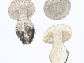 Amanita echinocephala (Vittad.) Quél. , Igel-Wulstling