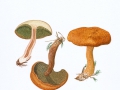 Boletinus cavipes (Klotsch in Fr.) Kalchbr. , Hohlfuß-Röhrling , NPH
