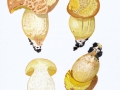 Boletus impolitus Fr. , Fahler Röhrling