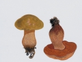 Boletus luridus Schaeff.:Fr. , Netzstieliger Hexen-Röhrling